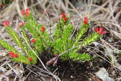 Rhodiola coccinea