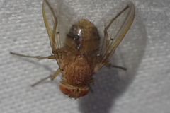 Ormia ochracea