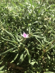 Sesuvium portulacastrum