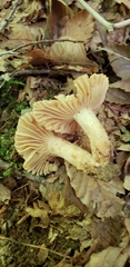 Russula earlei
