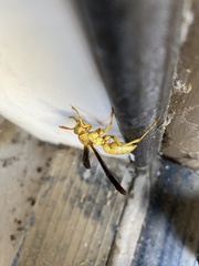 Polistes flavus