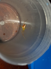 Spintharus