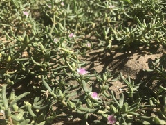 Sesuvium portulacastrum