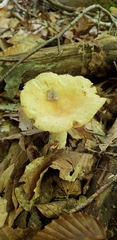 Russula earlei