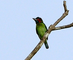 Psilopogon duvaucelii