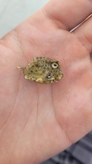 Acanthostracion quadricornis