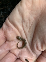 Gyrinophilus porphyriticus