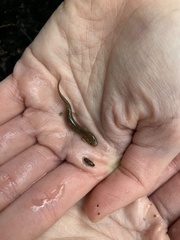 Gyrinophilus porphyriticus