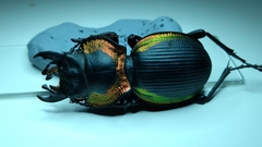 Mouhotia gloriosa planipennis
