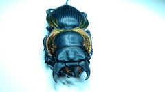 Mouhotia gloriosa planipennis