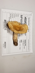 Russula earlei