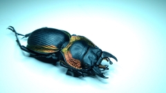 Mouhotia gloriosa planipennis