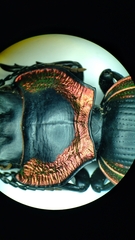 Mouhotia gloriosa planipennis