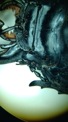 Mouhotia gloriosa planipennis