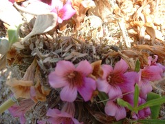 Petalidium canescens