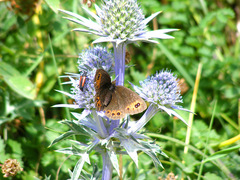 Erebia