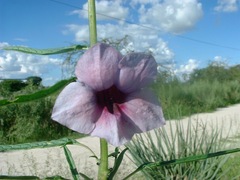 Sesamum triphyllum