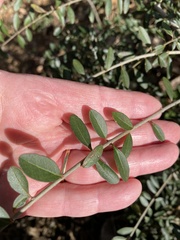Ligustrum quihoui