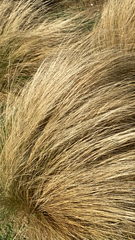 Nassella tenuissima