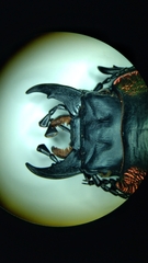 Mouhotia gloriosa planipennis