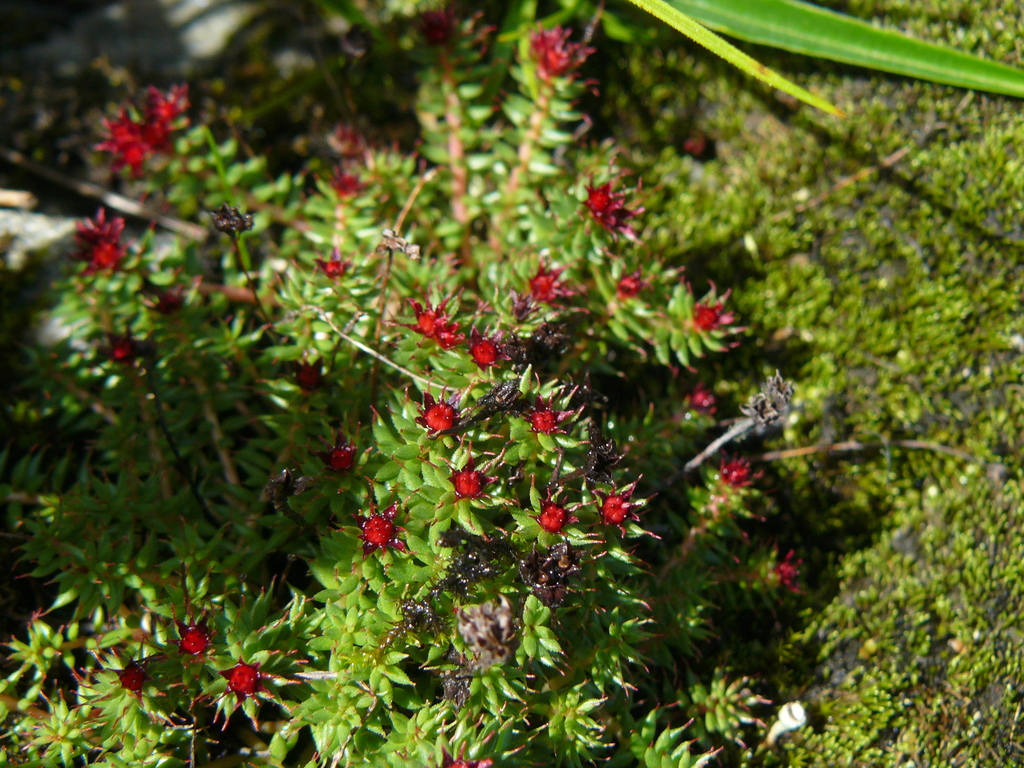 Dacha Rhodiola Rhodiola himalensis bouvieri from Darchula, Nepal on July 22, 2015 at ...