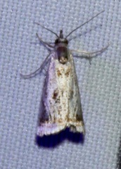 Microcrambus elegans