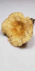Russula earlei