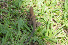 Pholidoscelis exsul