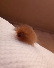 Megalopyge albicollis