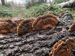 Daedaleopsis confragosa