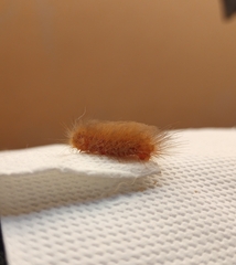 Megalopyge albicollis