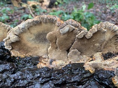 Daedaleopsis confragosa