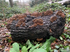 Daedaleopsis confragosa