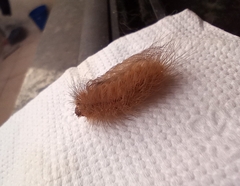 Megalopyge albicollis
