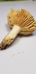 Russula earlei