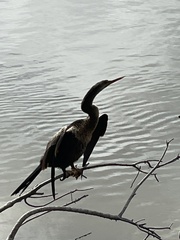 Anhinga anhinga