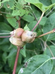 Ampelomyia vitiscoryloides