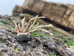 Calliarthron tuberculosum