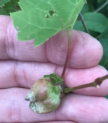 Ampelomyia vitiscoryloides