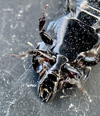 Hololepta