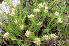 Rhodiola
