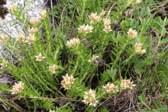 Rhodiola