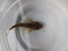 Cottus cognatus