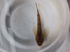Cottus cognatus
