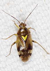 Orthops