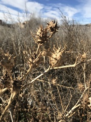 Datura quercifolia