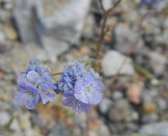 Phacelia distans