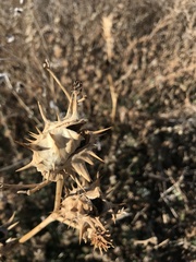 Datura quercifolia