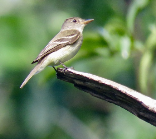 Northern Tropical Pewee (Contopus bogotensis), photo 5