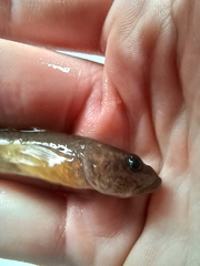 Cottus cognatus
